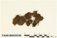 藏品(叢苔科)的圖片